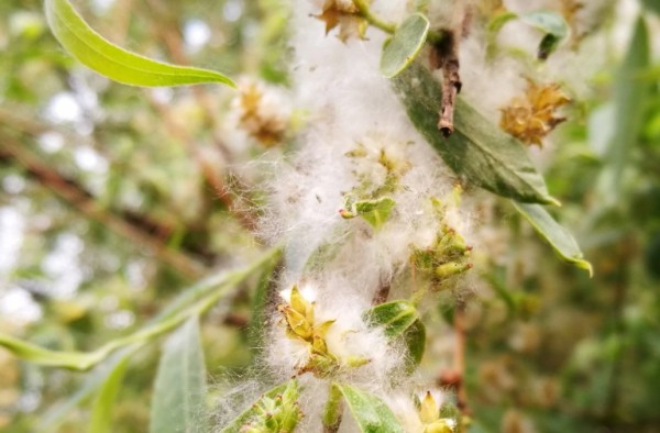 柳絮是柳树的什么,每到春天手上长透明小水泡是什么原因图2