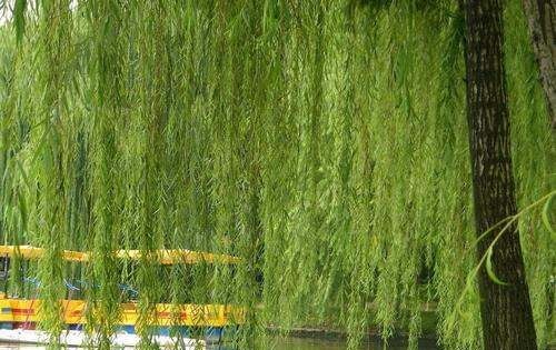 柳絮是柳树的什么,每到春天手上长透明小水泡是什么原因图4