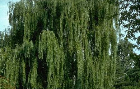 柳絮是柳树的什么,每到春天手上长透明小水泡是什么原因图3