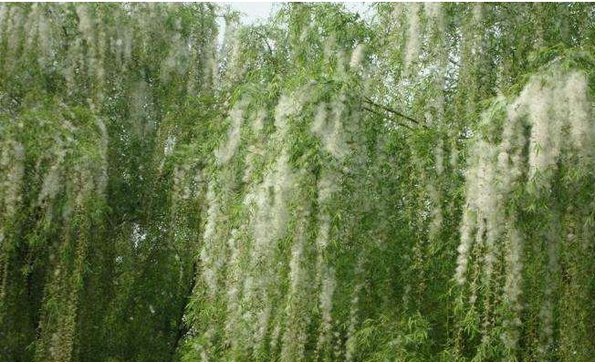 每到春天手上长透明小水泡是什么原因