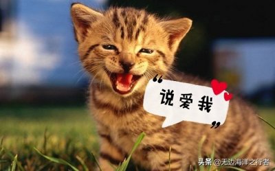 ​黑枸杞泡水是什么颜色才算正宗（食材小科普：黑枸杞泡水（茶）后是什么颜色最