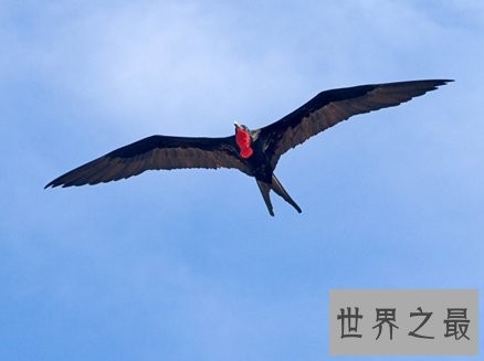 关于鸟类的世界之最，活104岁