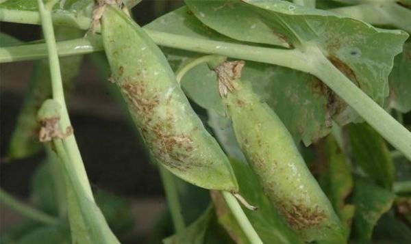 新鲜豌豆上有黑点能吃,新鲜豌豆上有黑点能吃吗图3
