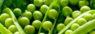 ​新鲜豌豆上有黑点能吃,新鲜豌豆上有黑点能吃吗