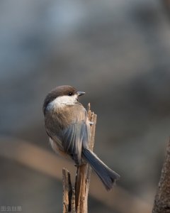 ​世界上最小的鸟是什么鸟(最小的五种鸟名称大小图片)