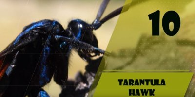 ​世界上十大概型最大的虫豸排行：竹节虫，竹节鞭居首