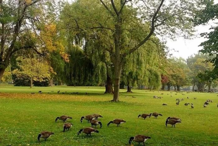 多伦多是全球最多元化的都市之一