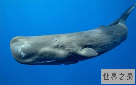 世界十大最臭的动物上，最臭的可以臭到你眼睛失明