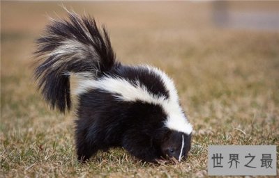 ​世界十大最臭的动物上，最臭的可以臭到你眼睛失明