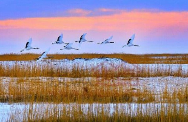 世界十大自然保护区排行榜：扎龙自然保护区拥有400只丹顶鹤