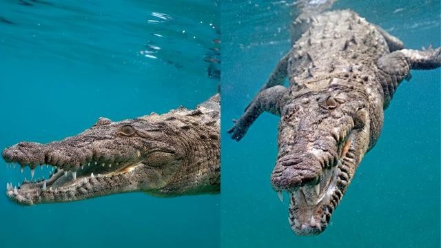 世界上最长的鳄鱼湾鳄（世界上最大的鳄鱼）(6)