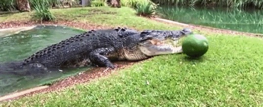 世界上最长的鳄鱼湾鳄（世界上最大的鳄鱼）(4)