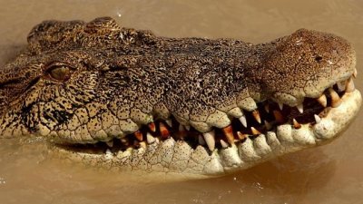​世界上最长的鳄鱼湾鳄（世界上最大的鳄鱼）