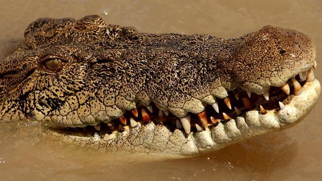 世界上最长的鳄鱼湾鳄（世界上最大的鳄鱼）(1)