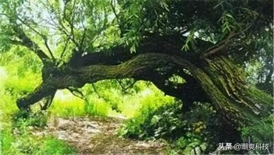 ​会走路的树在什么地方（世界上有会走路的树是真的吗）
