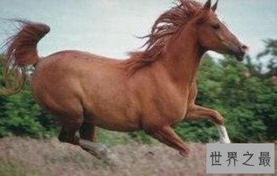 ​盘点世界上最贵的十种动物，果然是贫穷限制了想象！