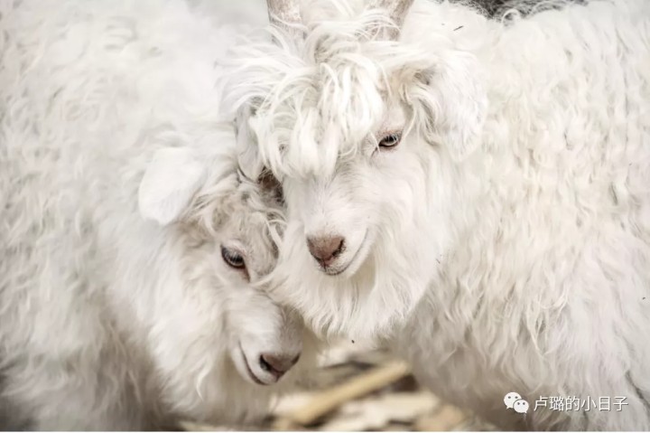 羊毛衫品牌排行榜前十名（推荐5款值得入手的羊毛衫品牌）