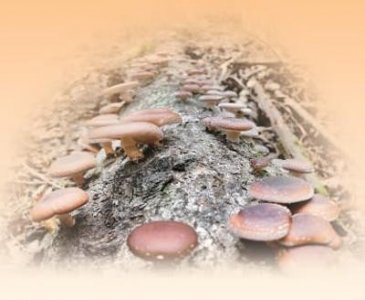 ​6寸直径是多少厘米(6寸碗直径是多少厘米)