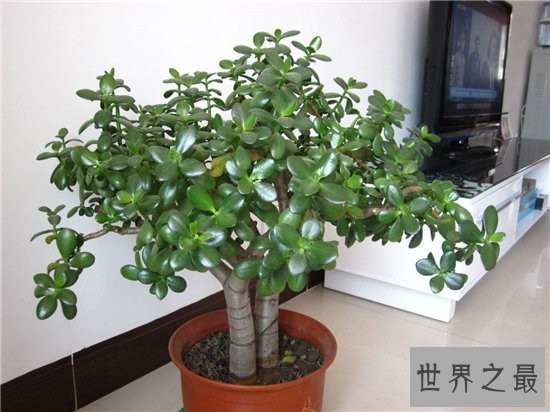 室内最好养植物排名，长寿花超越吊篮摘得桂冠！