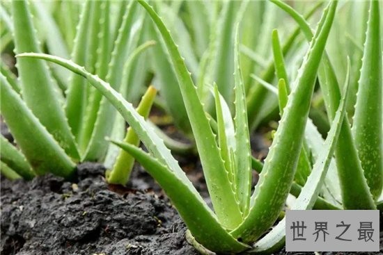 室内最好养植物排名，长寿花超越吊篮摘得桂冠！