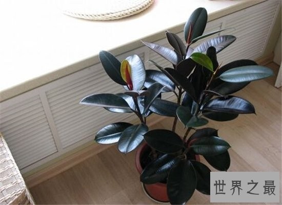 室内最好养植物排名，长寿花超越吊篮摘得桂冠！