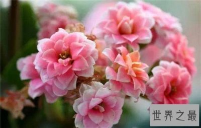 ​室内最好养植物排名，长寿花超越吊篮摘得桂冠！