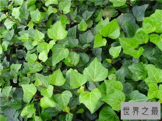 室内最好养植物排名，长寿花超越吊篮摘得桂冠！