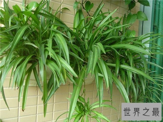 室内最好养植物排名，长寿花超越吊篮摘得桂冠！