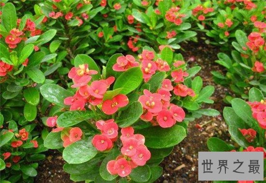 室内最好养植物排名，长寿花超越吊篮摘得桂冠！