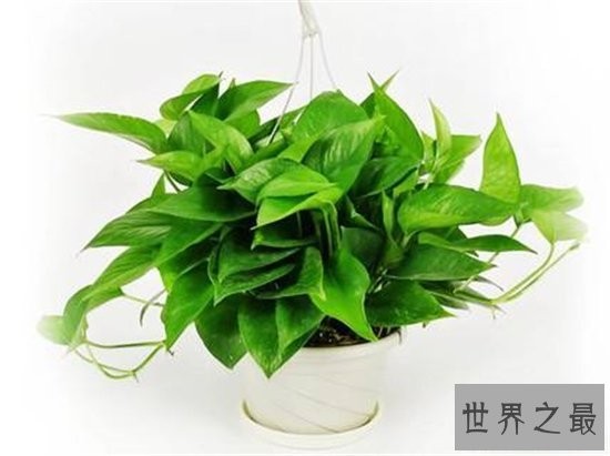 室内最好养植物排名，长寿花超越吊篮摘得桂冠！