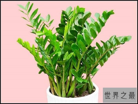 室内最好养植物排名，长寿花超越吊篮摘得桂冠！