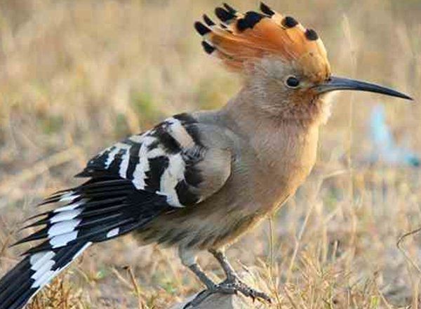 最凶残的十种鸟类（黑头林鵙鹟把毒素集中在它们自己的羽毛和皮肤上）(9)_