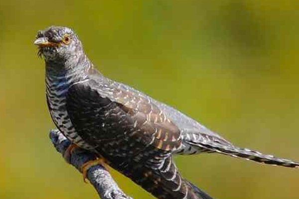 最凶残的十种鸟类（黑头林鵙鹟把毒素集中在它们自己的羽毛和皮肤上）(6)_