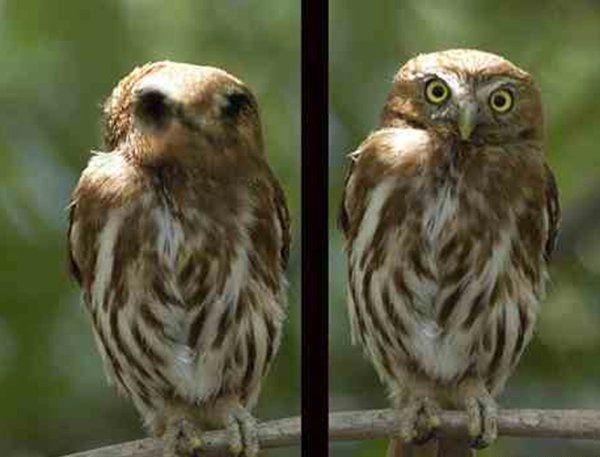 最凶残的十种鸟类（黑头林鵙鹟把毒素集中在它们自己的羽毛和皮肤上）(5)_