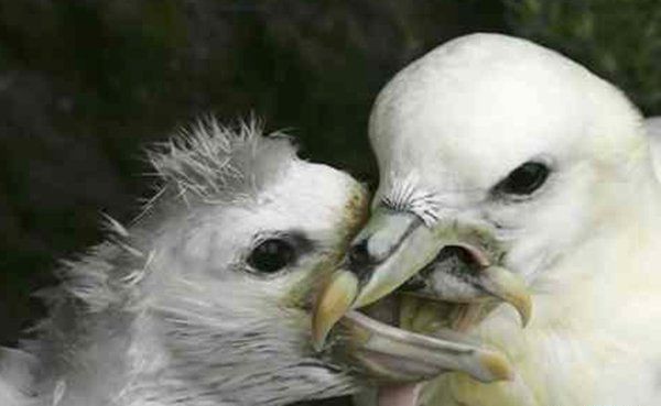 最凶残的十种鸟类（黑头林鵙鹟把毒素集中在它们自己的羽毛和皮肤上）(10)_