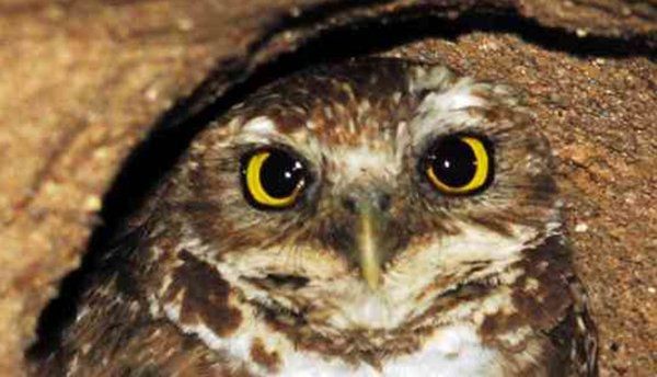 最凶残的十种鸟类（黑头林鵙鹟把毒素集中在它们自己的羽毛和皮肤上）(7)_