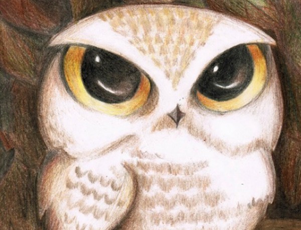 最凶残的十种鸟类（黑头林鵙鹟把毒素集中在它们自己的羽毛和皮肤上）(2)_