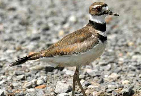 最凶残的十种鸟类（黑头林鵙鹟把毒素集中在它们自己的羽毛和皮肤上）(8)_