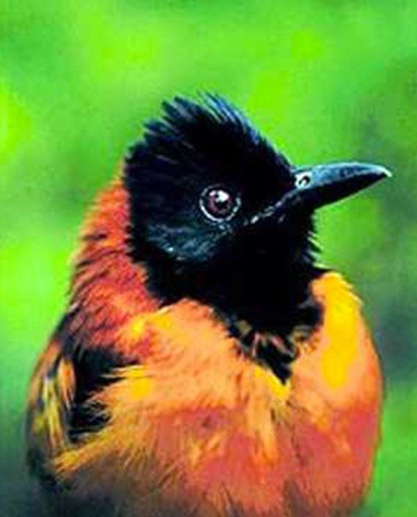 最凶残的十种鸟类（黑头林鵙鹟把毒素集中在它们自己的羽毛和皮肤上）(1)_