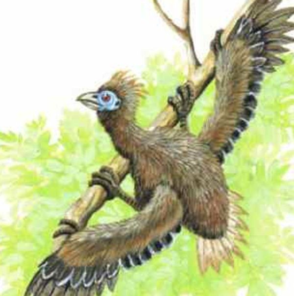 最凶残的十种鸟类（黑头林鵙鹟把毒素集中在它们自己的羽毛和皮肤上）(4)_