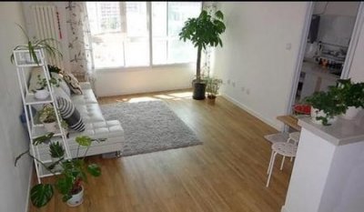 ​客厅盆栽摆放什么植物最好(一株发财树的寓意)