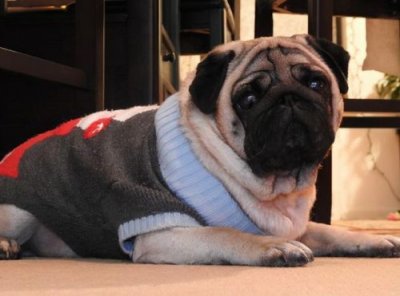 ​小型宠物犬品种大全 小型犬有以下几种(宠物犬类品种大全)