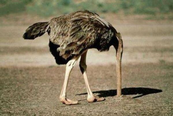 世界上最笨的动物排名，猪是假笨/鸵鸟越大越笨/袋熊笨的不会走路