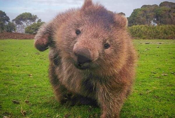 世界上最笨的动物排名，猪是假笨/鸵鸟越大越笨/袋熊笨的不会走路