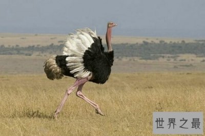 ​世界上最大的鸟，常见普通到你都想不到！