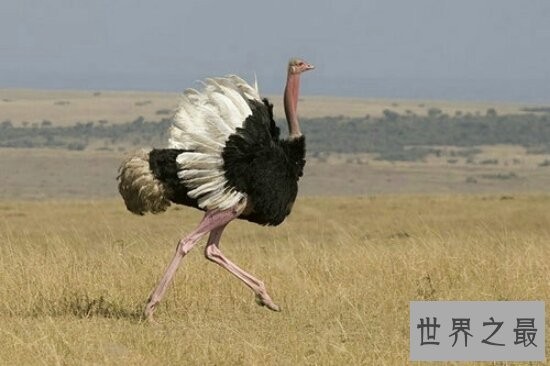 世界上最大的鸟，常见普通到你都想不到！