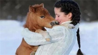 ​世界上最小的马，身高还不足一米，很多人当宠物养了！