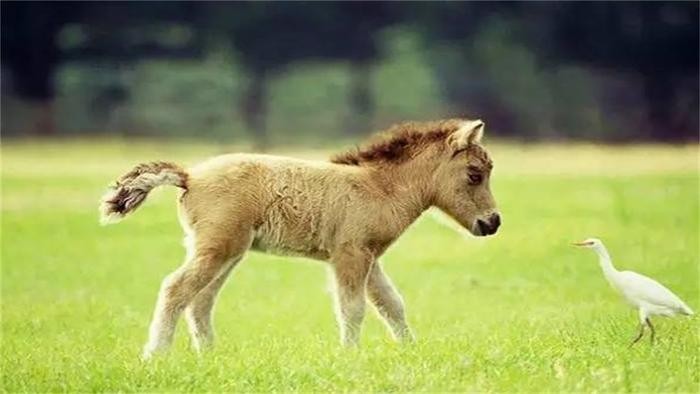 世界上最小的马，身高还不足一米，很多人当宠物养了！