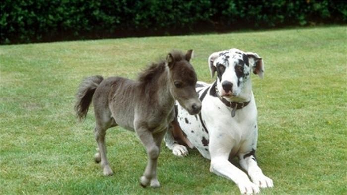 世界上最小的马，身高还不足一米，很多人当宠物养了！