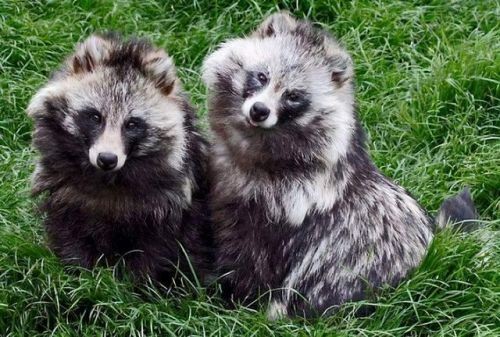 一丘之貉是什么意思?一丘之貉是什么意思猜一生肖-第1张图片-